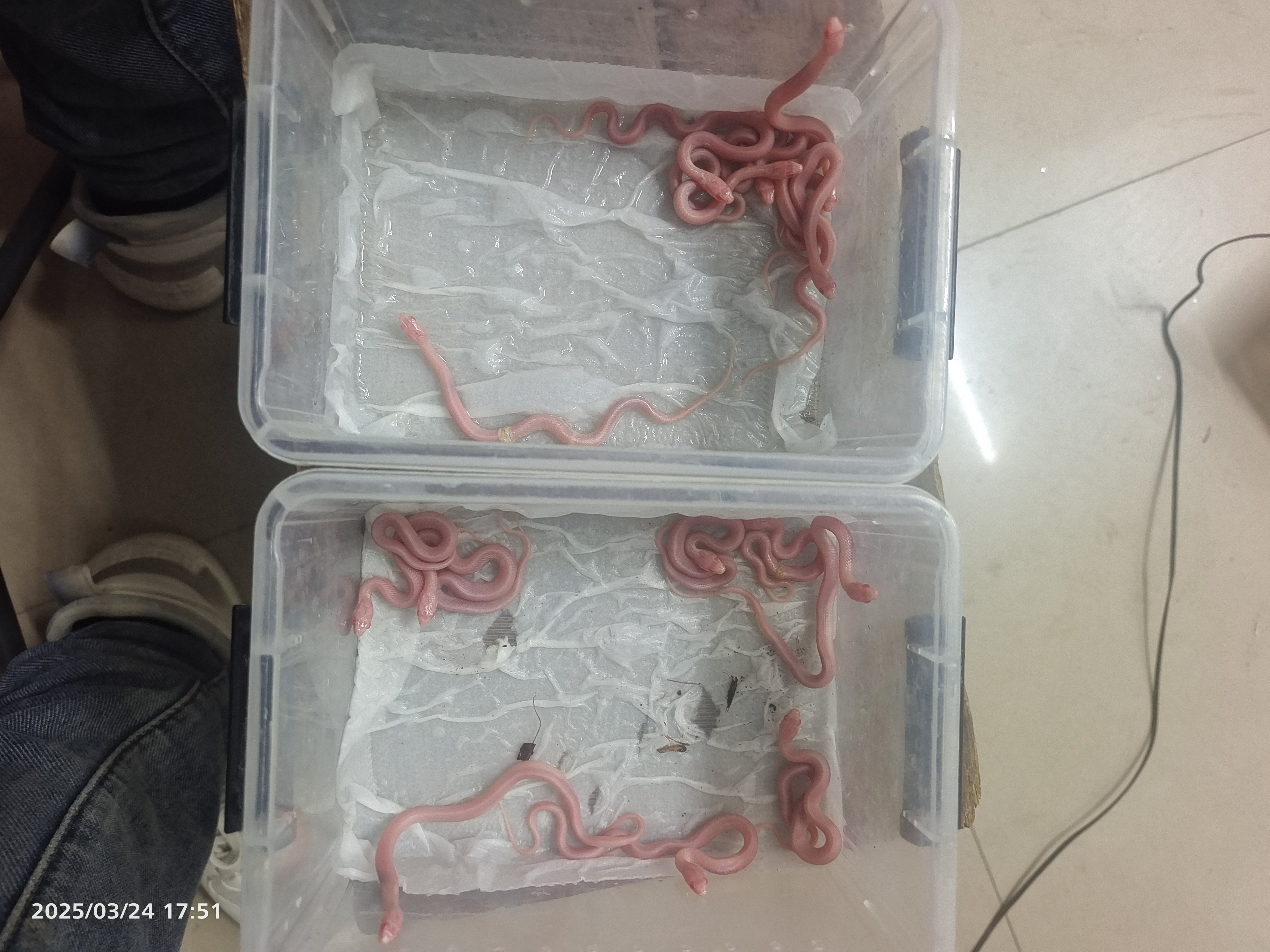 雪白束带